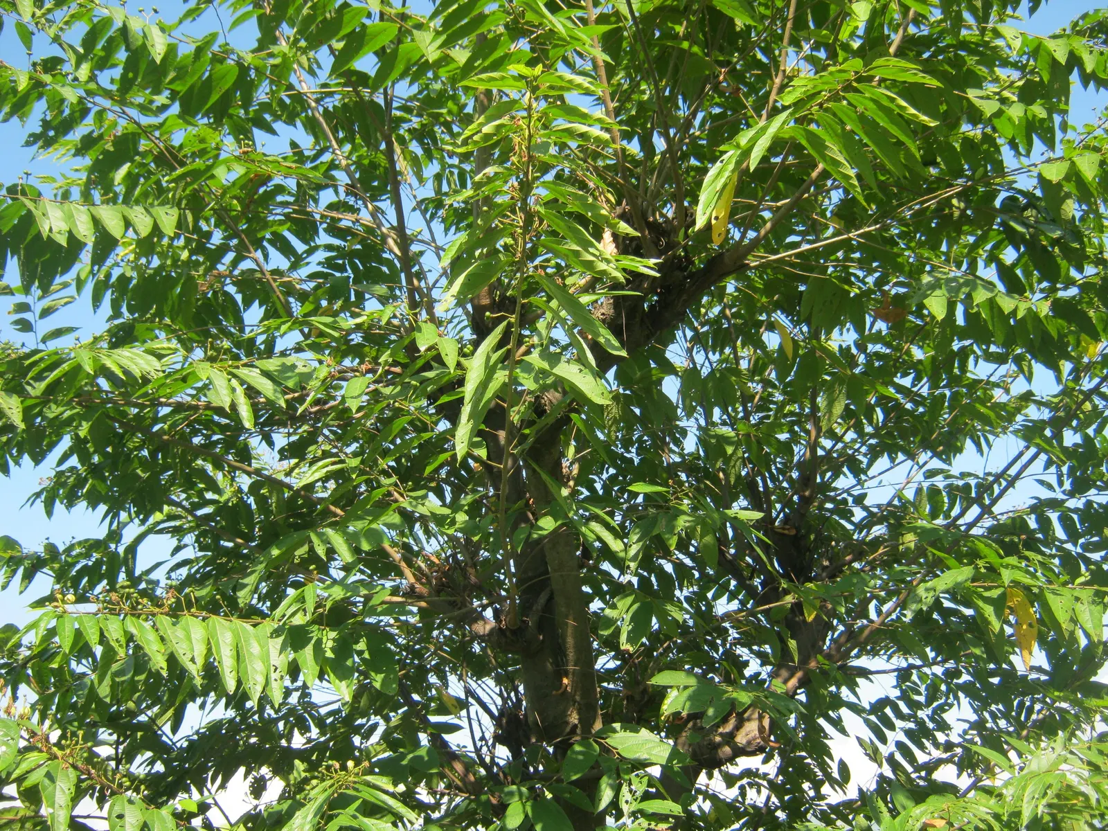 European Hackberry (Celtis Australis) — Remarkably drought-tolerant once established; this tree is an excellent choice for a garden centerpiece or as part of a