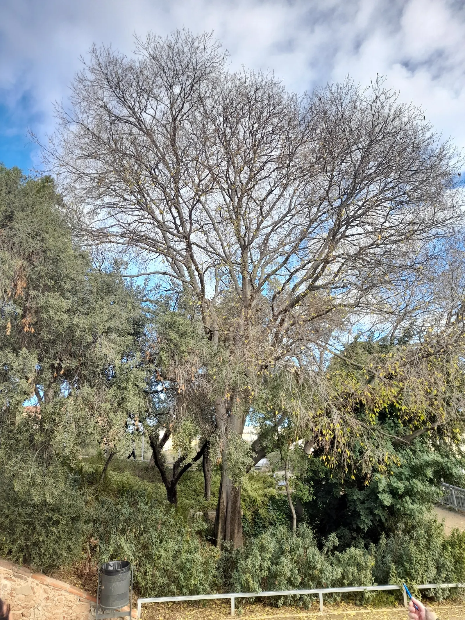 European Hackberry (Celtis Australis) — reaching heights typically between 40 and 60 feet; providing environmental benefits and year-round interest to any