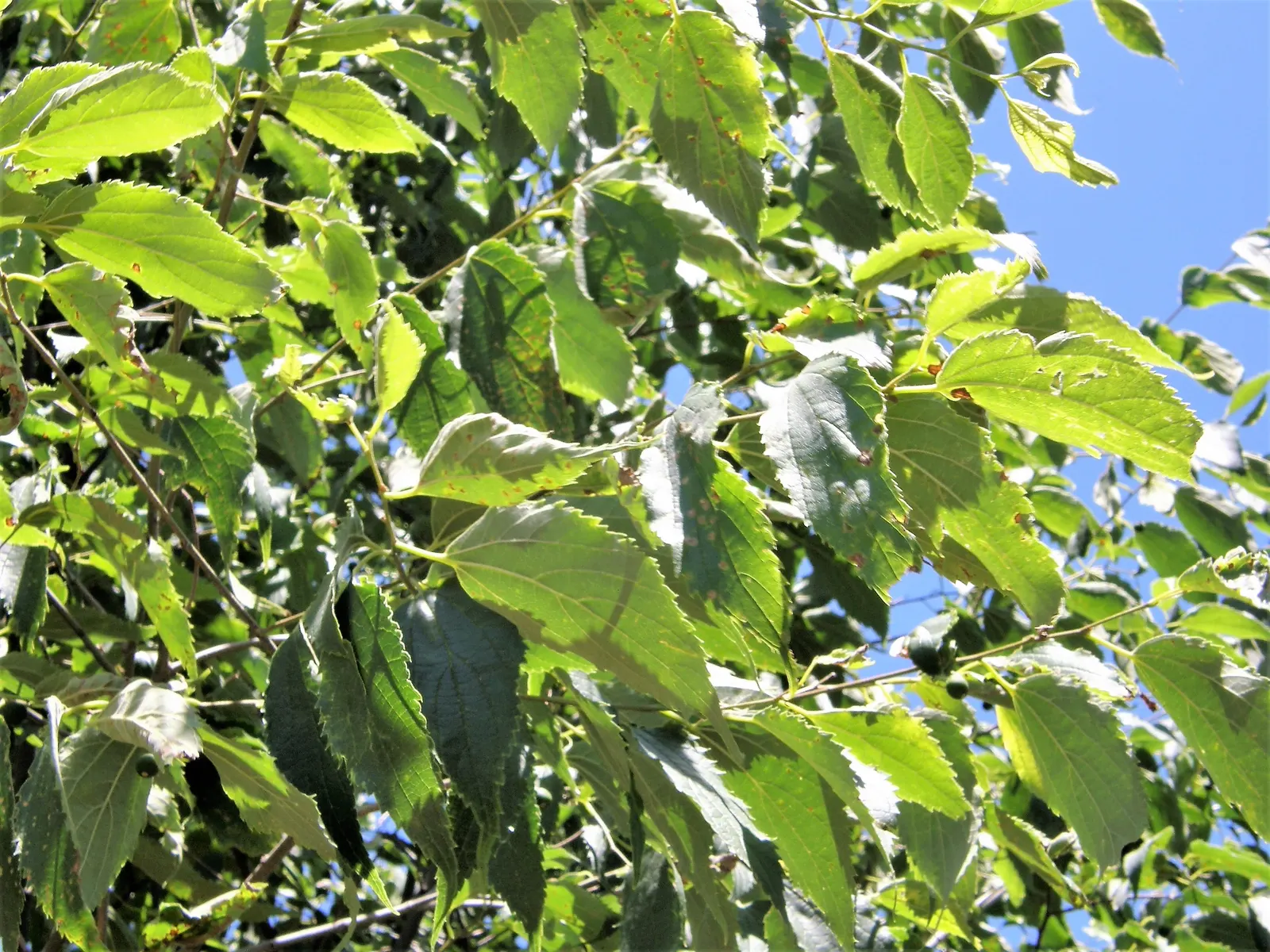 European Hackberry (Celtis Australis) — highlighting its utility in sustainable