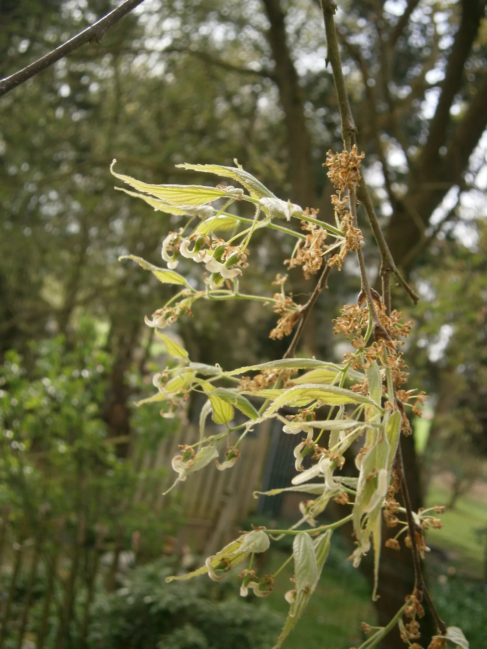 European Hackberry (Celtis Australis) — Tolerant of urban conditions; preferring full sun and well-drained soils