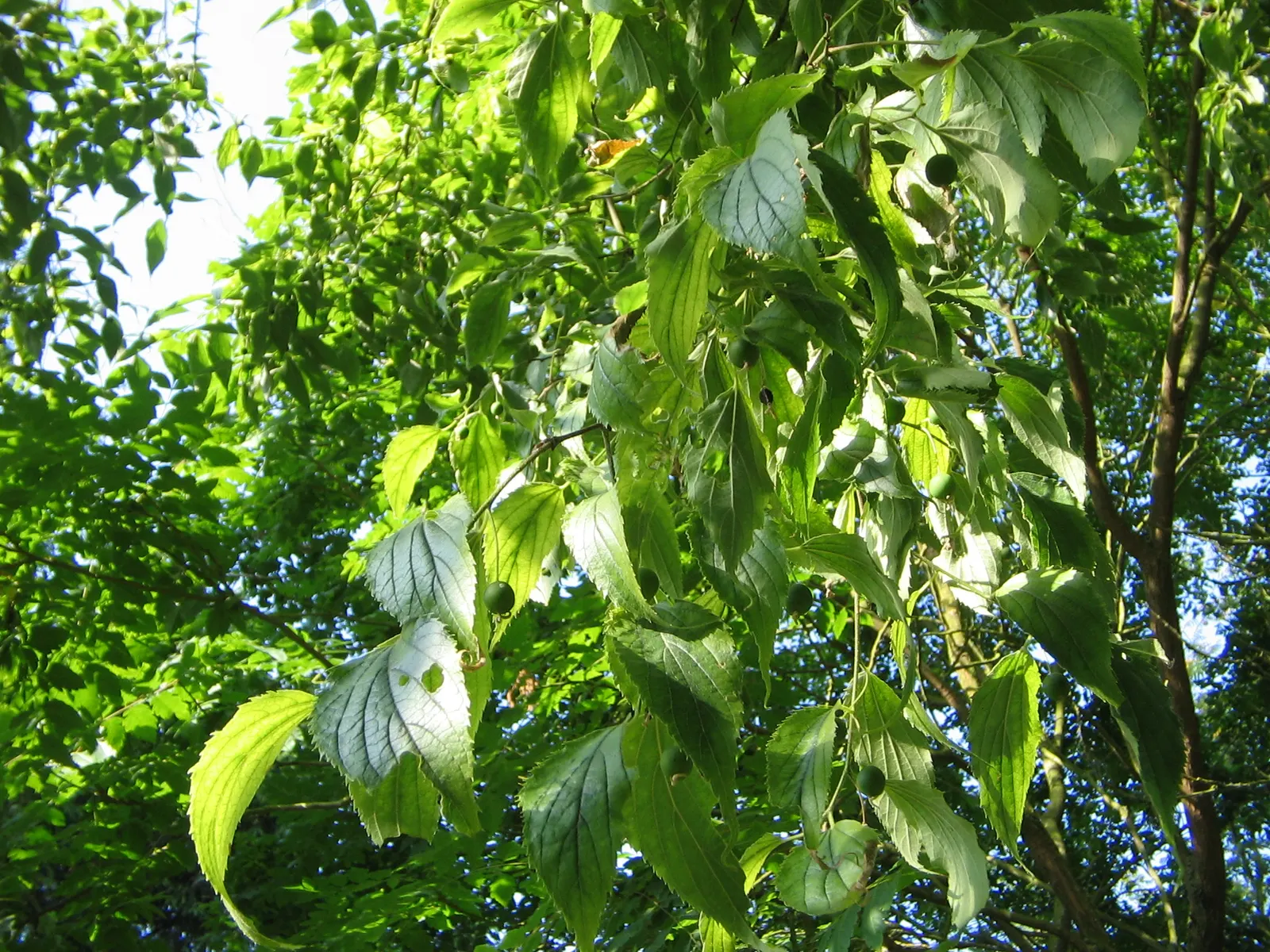European Hackberry (Celtis Australis) — the European Hackberry requires minimal irrigation; tolerant of urban conditions