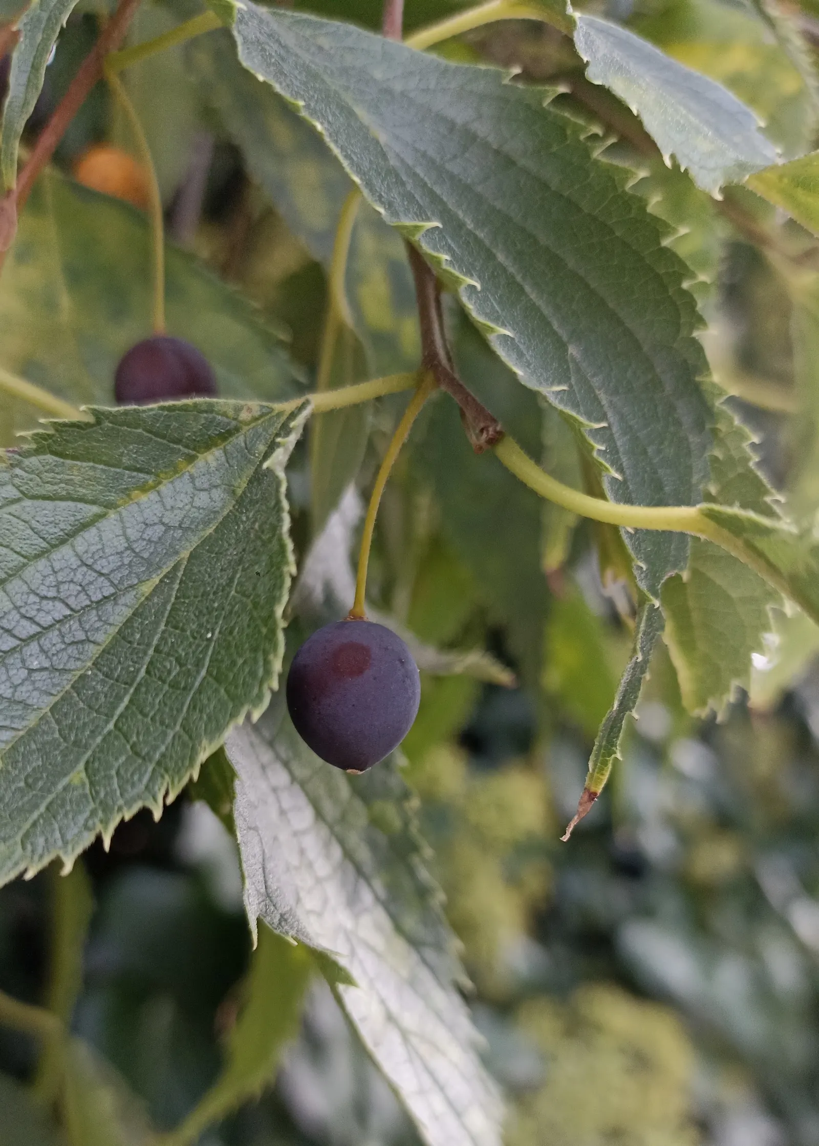 European Hackberry (Celtis Australis) — offers both aesthetic appeal and resilience