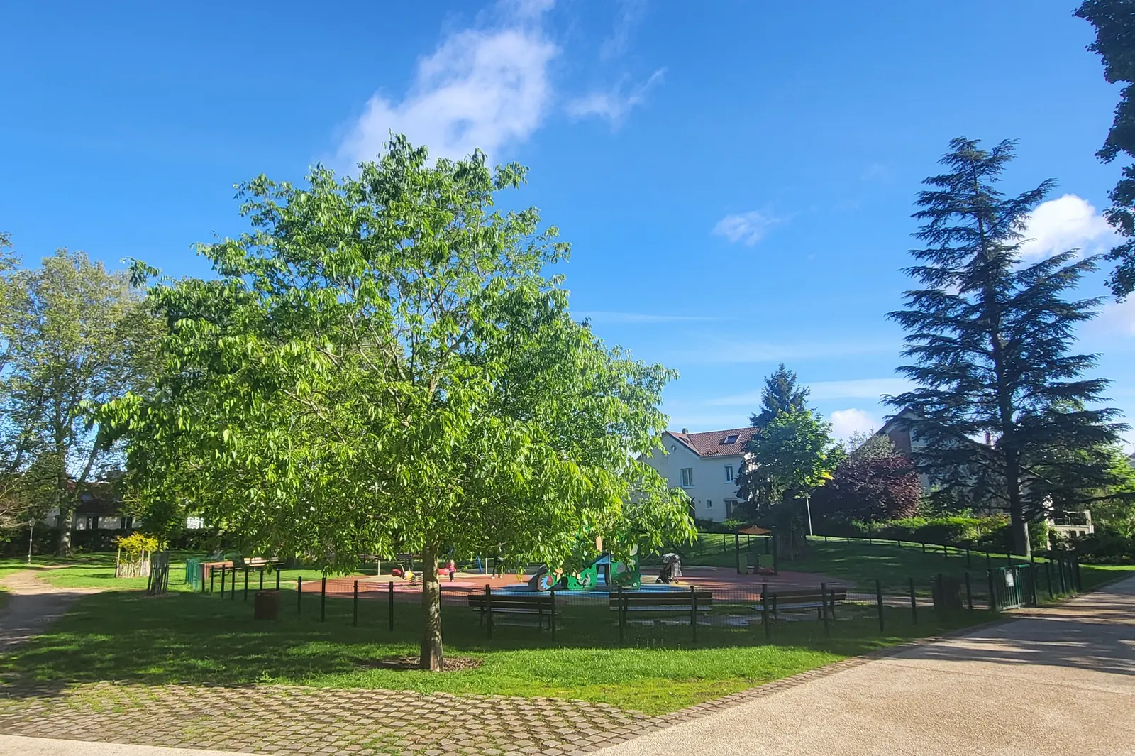 European Hackberry (Celtis Australis) — preferring full sun and well-drained soils