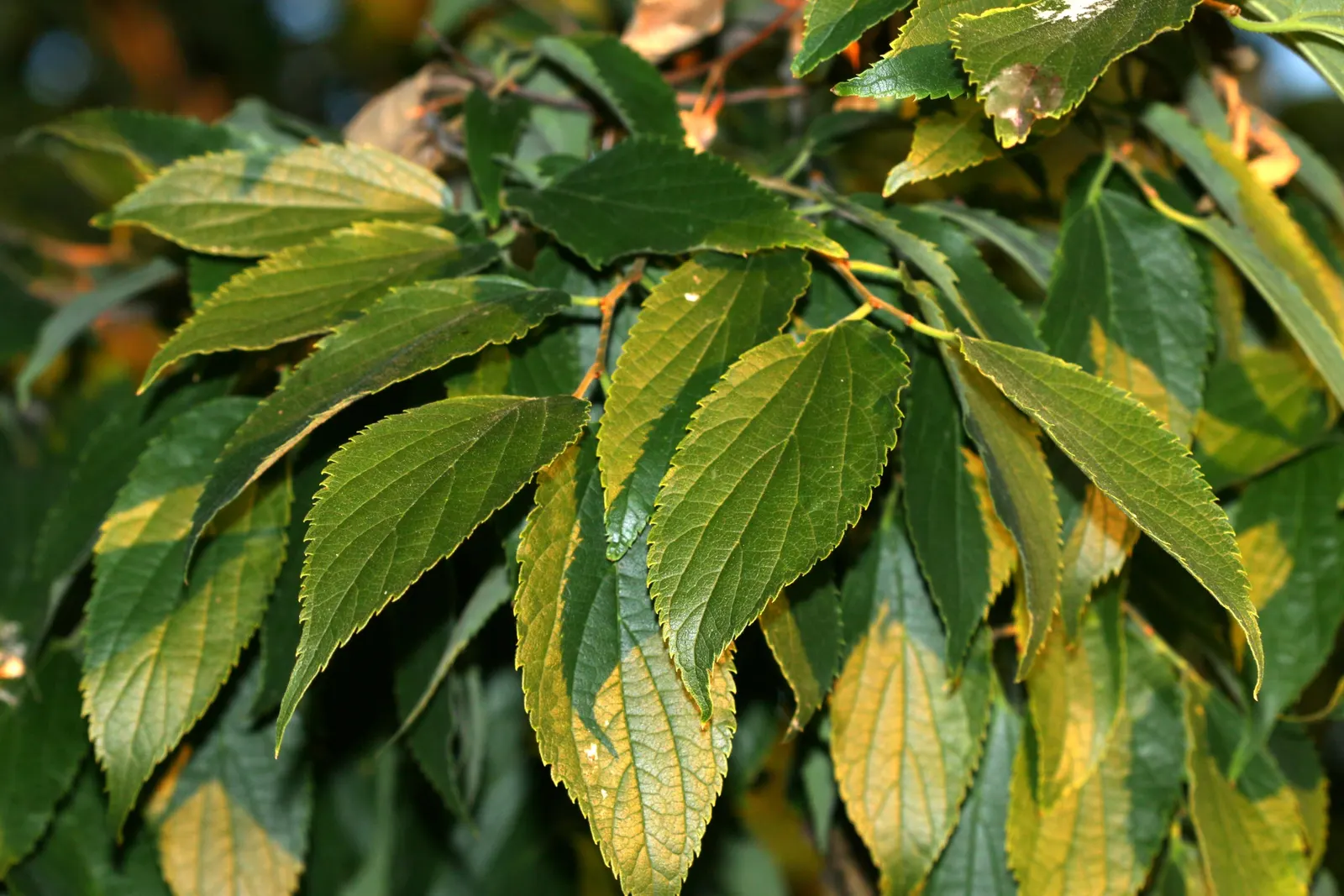 European Hackberry (Celtis Australis) — dark green upper surface that turns to a delicate yellow hue in the autumn; highlighting its utility in sustainable