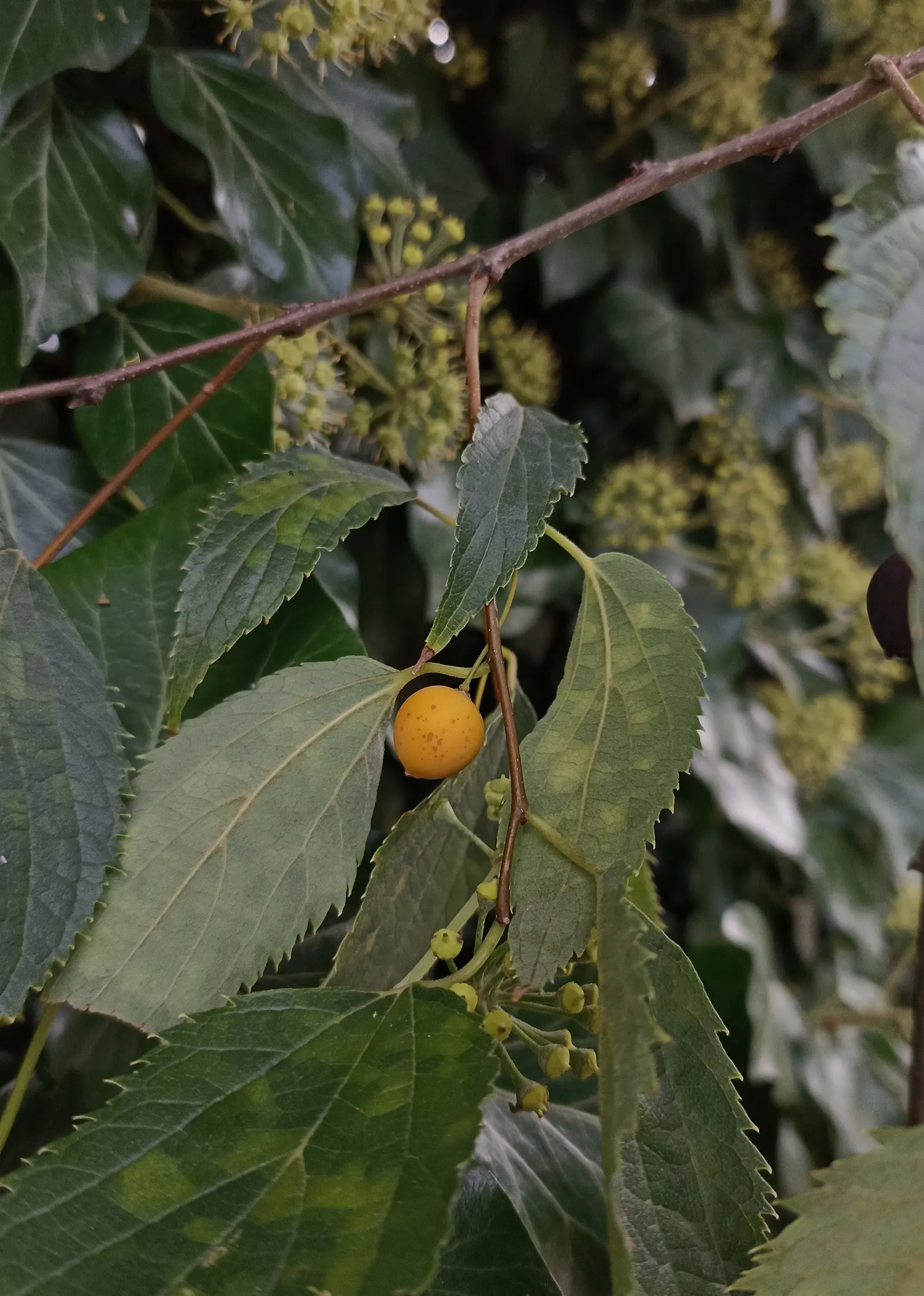 European Hackberry (Celtis Australis) — making it an outstanding choice for a diverse range of landscape designs