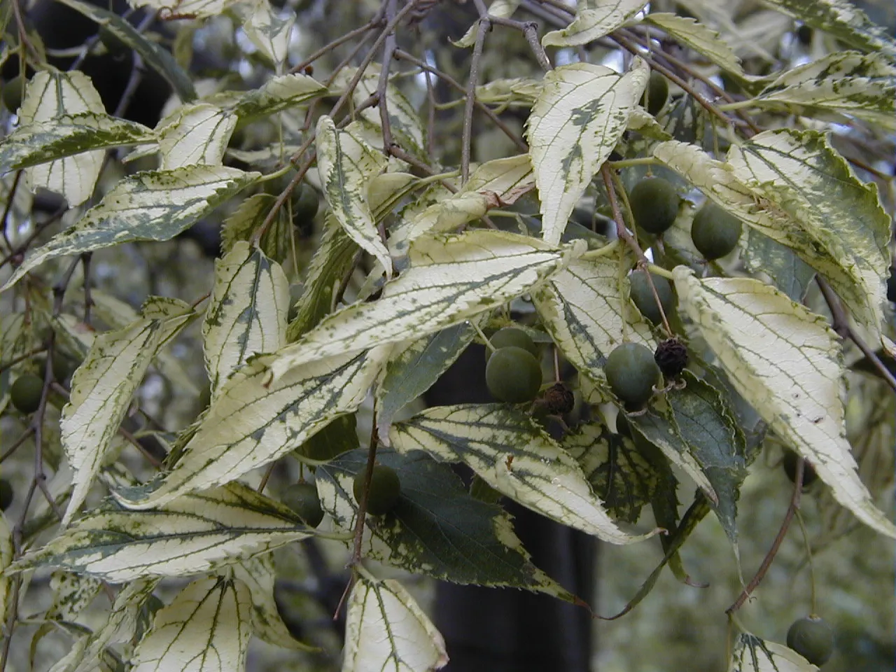 European Hackberry (Celtis Australis) — tree for full or half; with minimal susceptibility to pests and diseases