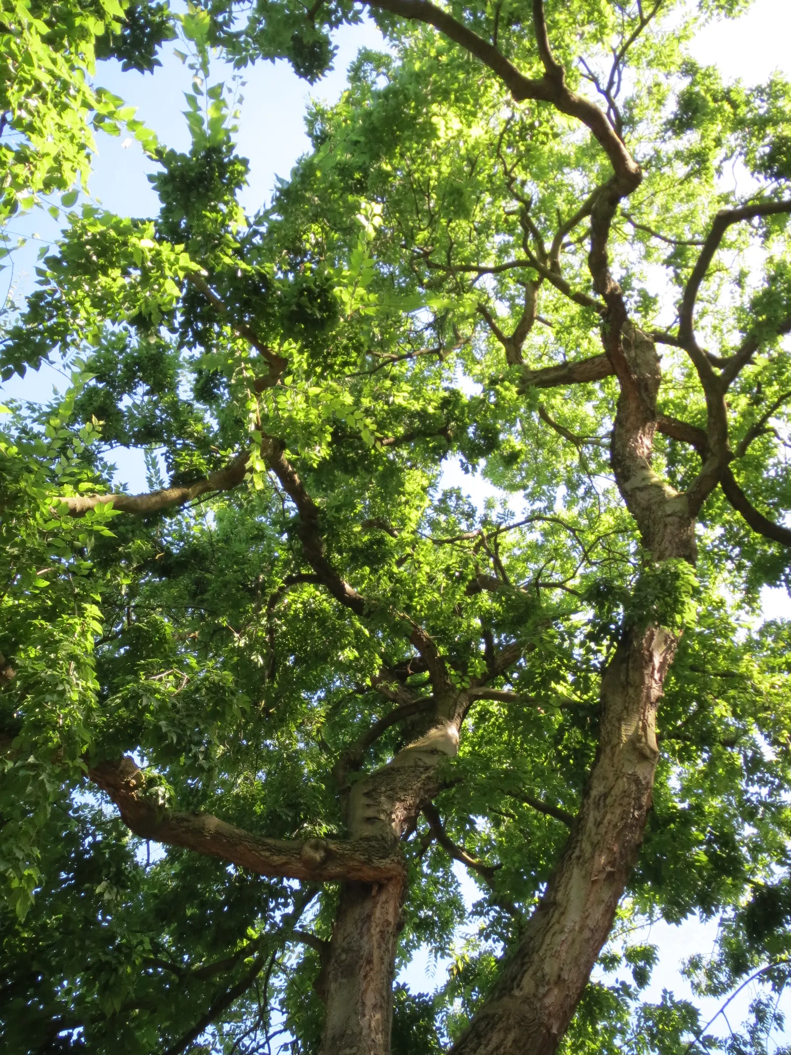 European Hackberry (Celtis Australis) — offers both aesthetic appeal and resilience; lance-shaped green leaves