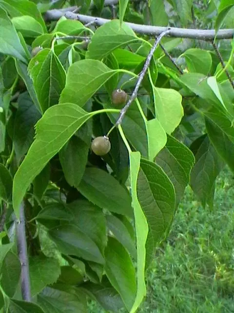 European Hackberry (Celtis Australis) — edible berries in late summer; tree for full or half, image 54