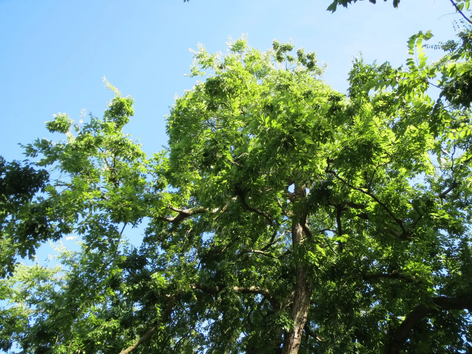 European Hackberry (Celtis Australis) — measuring about 2 to 4 inches long, image 38