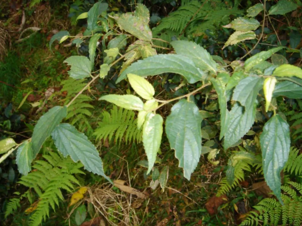 European Hackberry (Celtis Australis) — With minimal susceptibility to pests and diseases; is a deciduous tree growing to a height of 65-100 feet with a spread