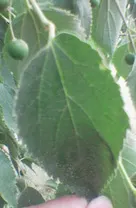 European Hackberry (Celtis Australis) — it offers dappled shade and grows in hardiness zones 6-9