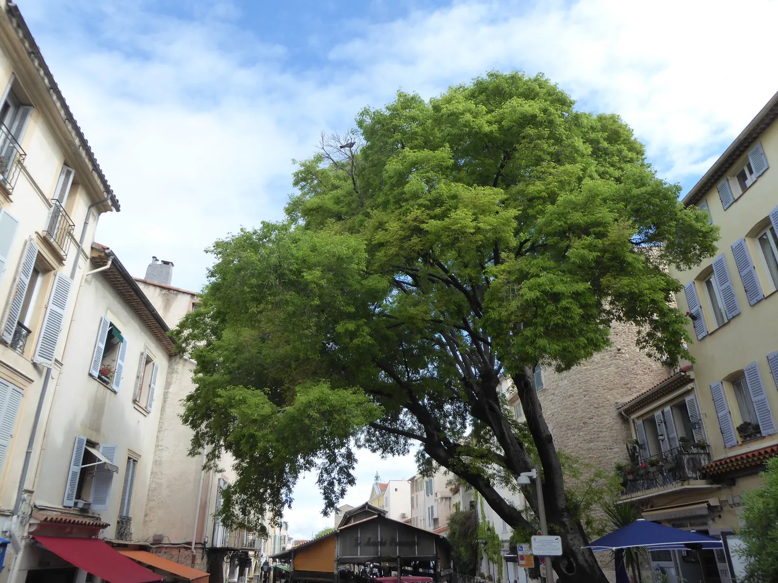European Hackberry (Celtis Australis) — Tolerant of urban conditions