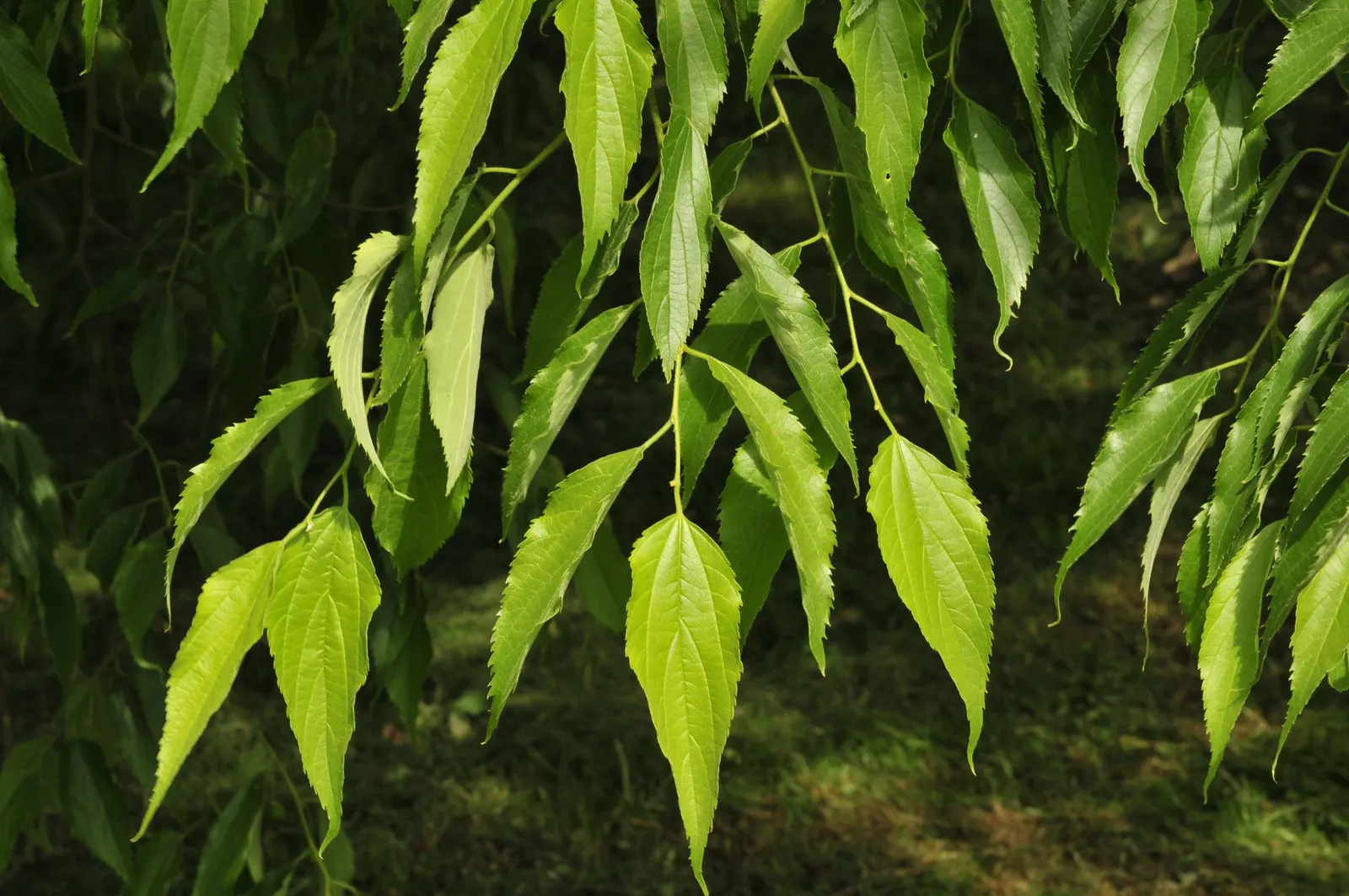 European Hackberry (Celtis Australis) — Characterized by its rough; reaching heights typically between 40 and 60 feet, image 52
