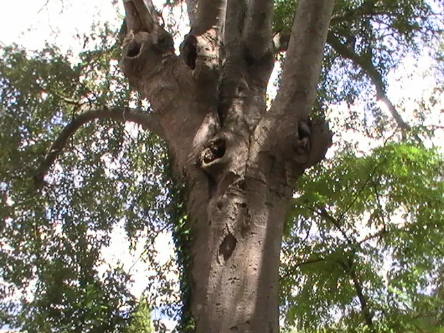 European Hackberry (Celtis Australis) — providing environmental benefits and year-round interest to any landscape project