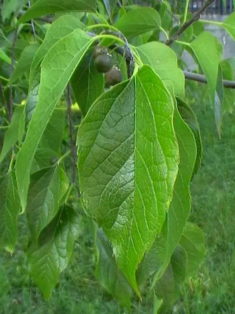 European Hackberry (Celtis Australis) — lance-shaped green leaves; remarkably drought-tolerant once established, image 53