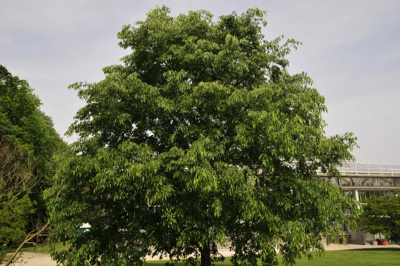 European Hackberry (Celtis Australis) — is a deciduous tree growing to a height of 65-100 feet with a spread of 40-50 feet at maturity; edible berries in late