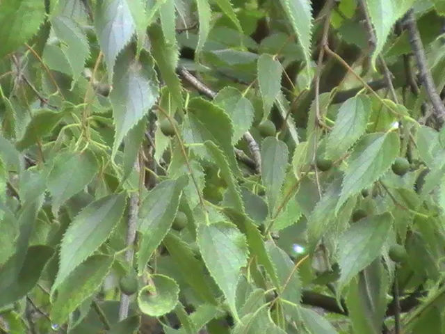 European Hackberry (Celtis Australis) — this tree is an excellent choice for a garden centerpiece or as part of a mixed border