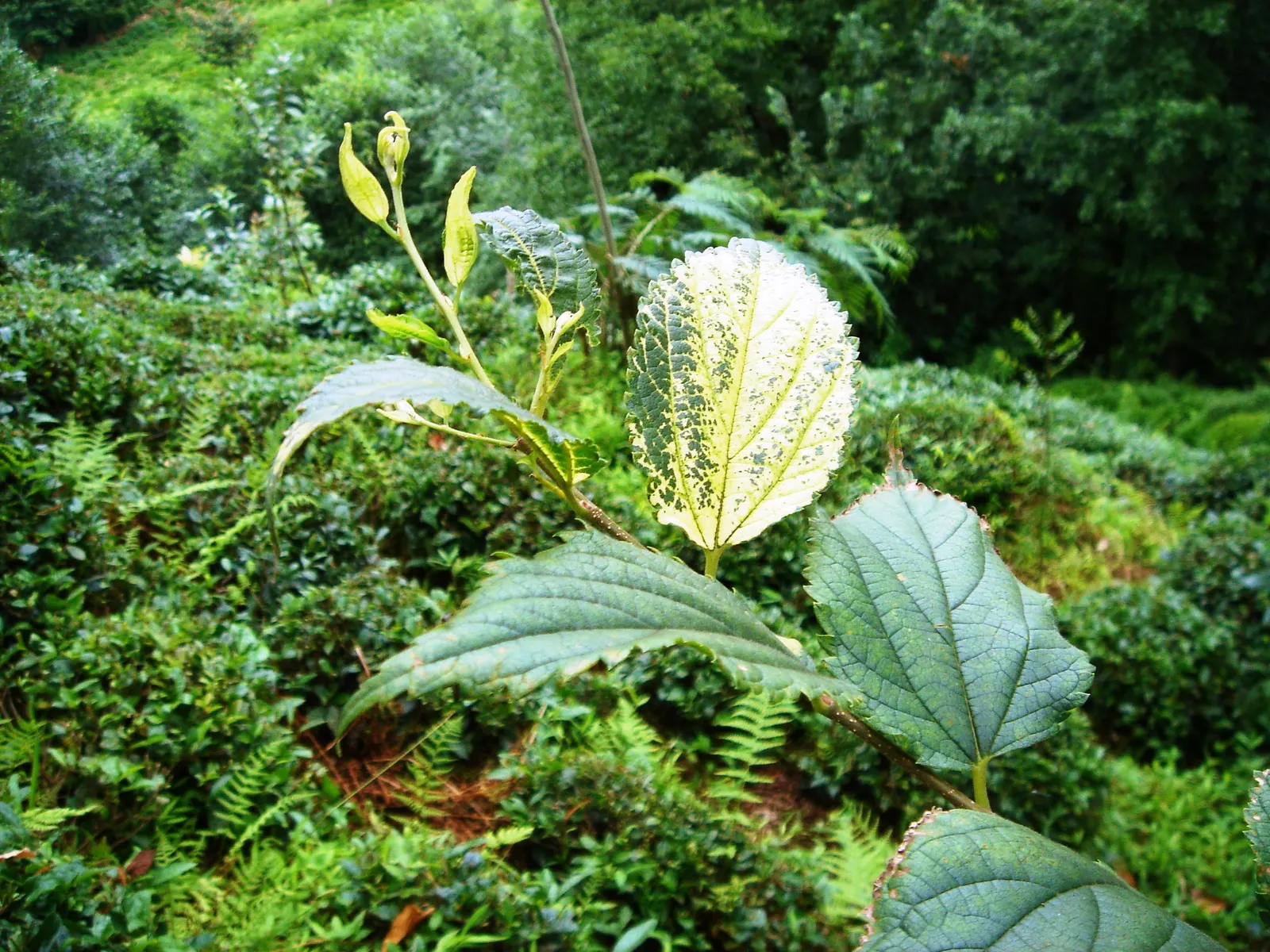 European Hackberry (Celtis Australis) — low-maintenance landscapes