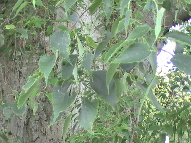 European Hackberry (Celtis Australis) — This deciduous tree possesses a broad; celtis australis is adaptable to a range of soil types but thrives in