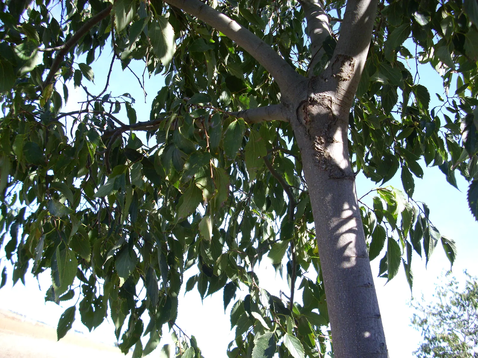 European Hackberry (Celtis Australis) — tree for full or half