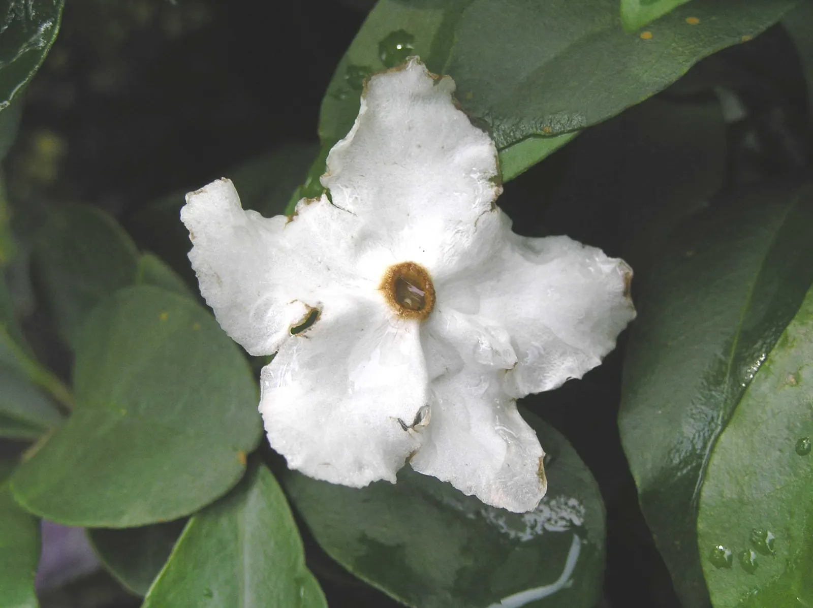 Yesterday, Today, And Tomorrow Bush (Brunfelsia Pauciflora 'Floribunda') — is a captivating evergreen shrub