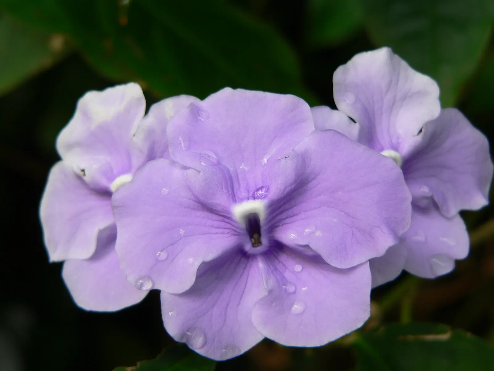 Yesterday, Today, And Tomorrow Bush (Brunfelsia Pauciflora 'Floribunda') — It's renowned for its fragrant