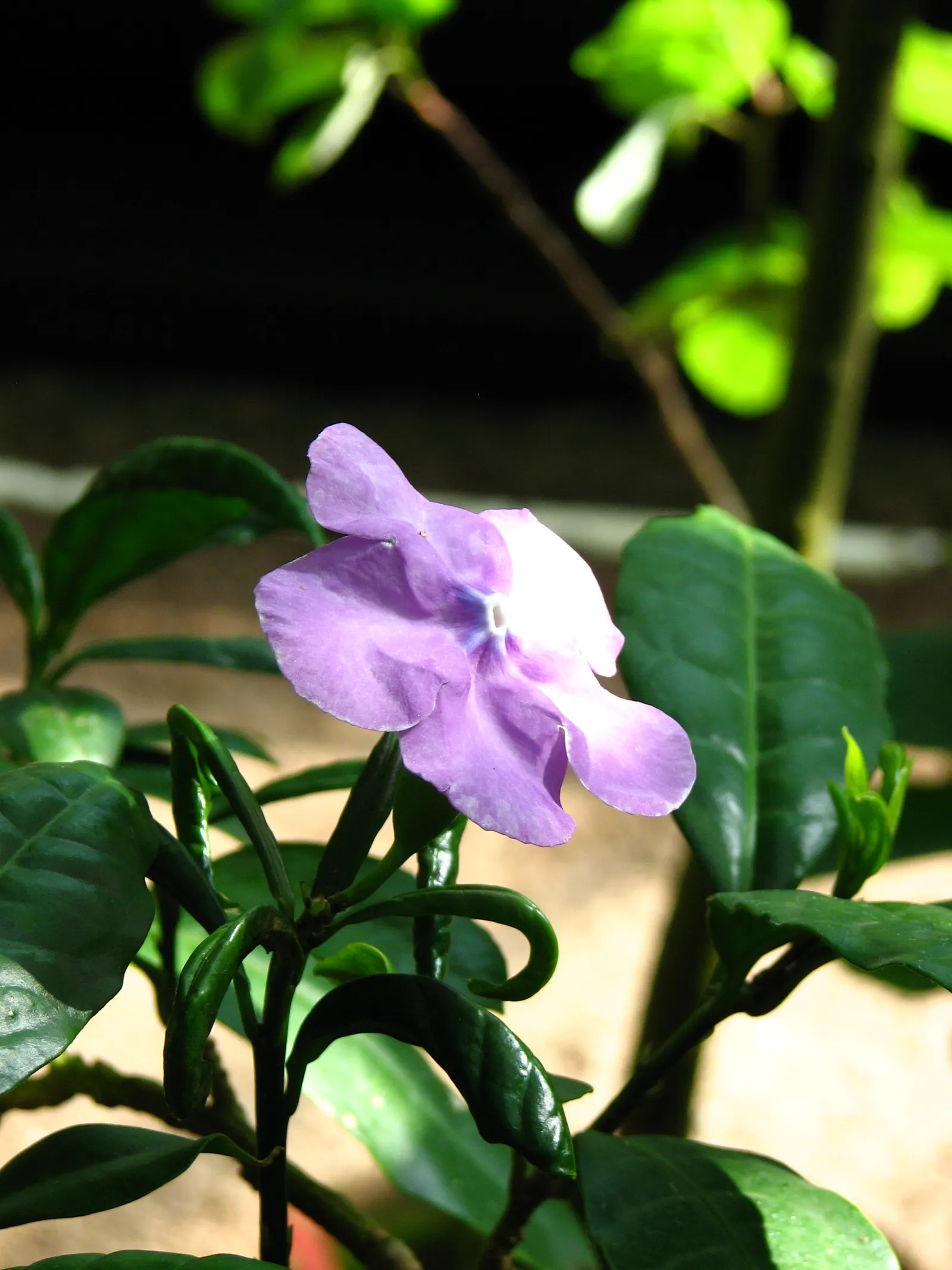 Yesterday, Today, And Tomorrow Bush (Brunfelsia Pauciflora 'Floribunda') — commonly called Yesterday