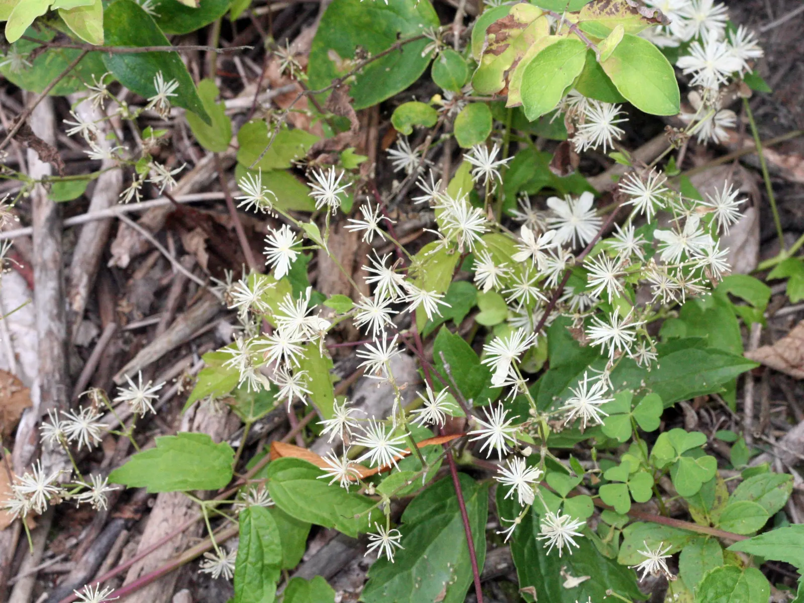 Evergreen Clematis (Clematis Virginiana) — providing dense foliage and visual privacy.<br><br>Growing to a length of 12 to 20 feet; commonly referred to as Old