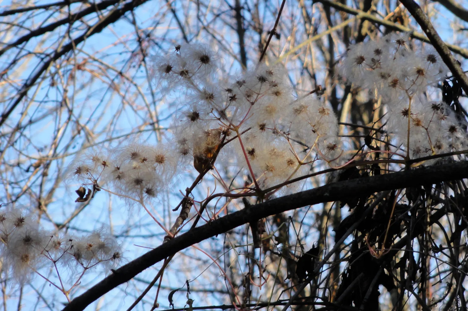 Evergreen Clematis (Clematis Virginiana) — commonly referred to as Old Man's Beard