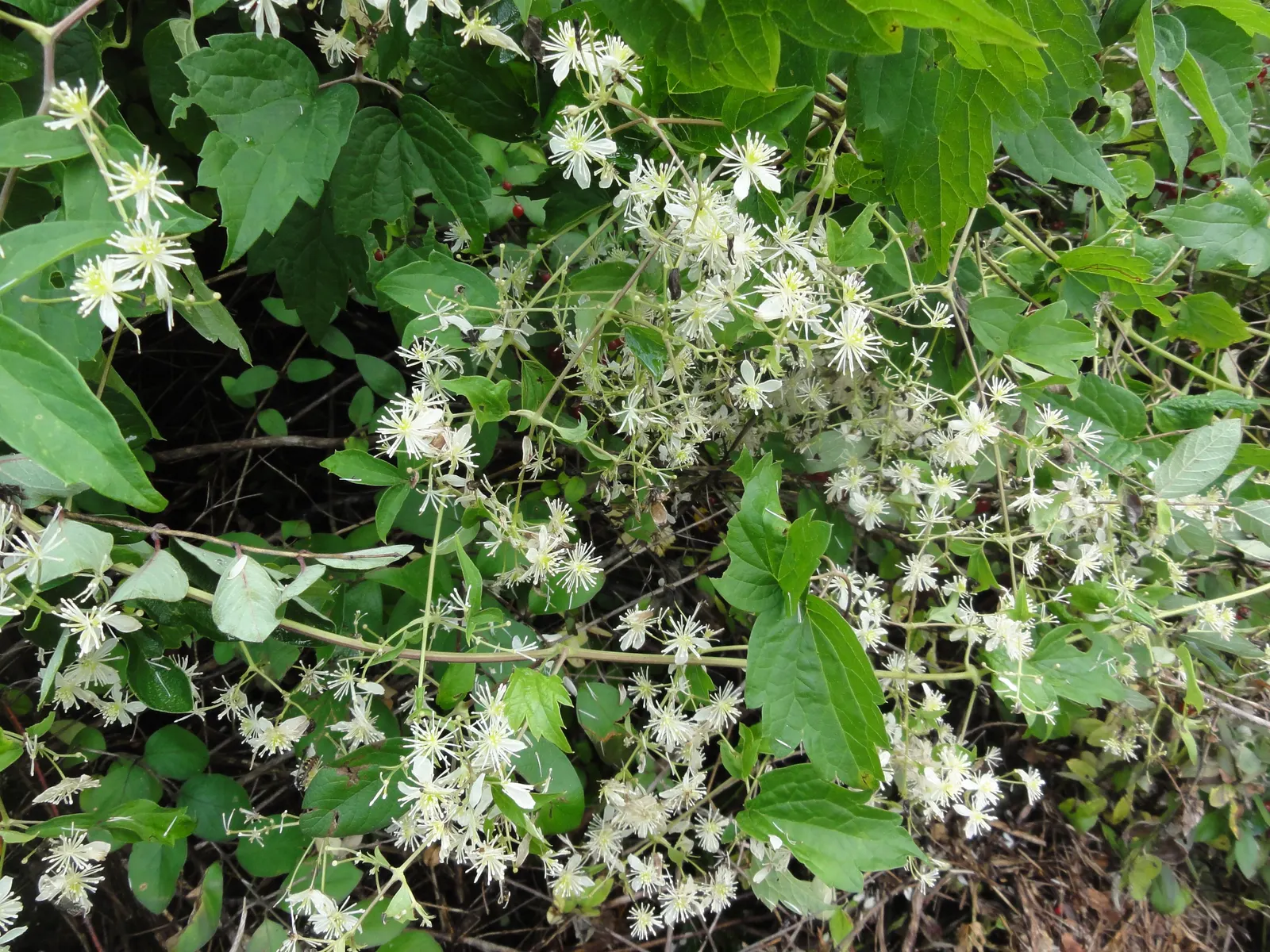 Evergreen Clematis (Clematis Virginiana) — white star-shaped flowers; evergreen Clematis (Clematis virginiana)