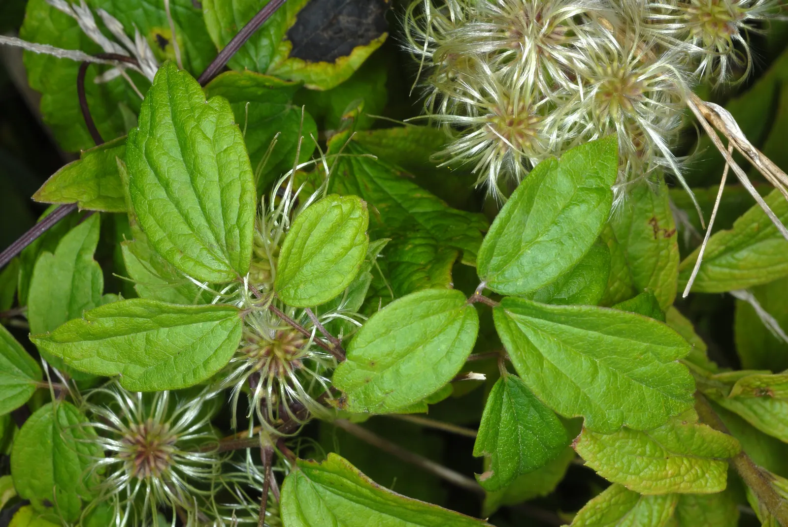 Evergreen Clematis (Clematis Virginiana) — not to be confused with Clematis virginiana which is deciduous; providing dense foliage and visual, image 46