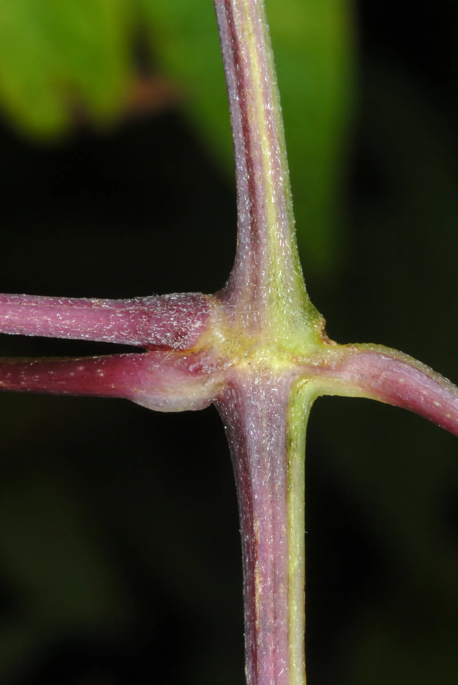 Evergreen Clematis (Clematis Virginiana) — is a vigorous climber with leathery; regular watering during the initial growing season helps establish, image 47