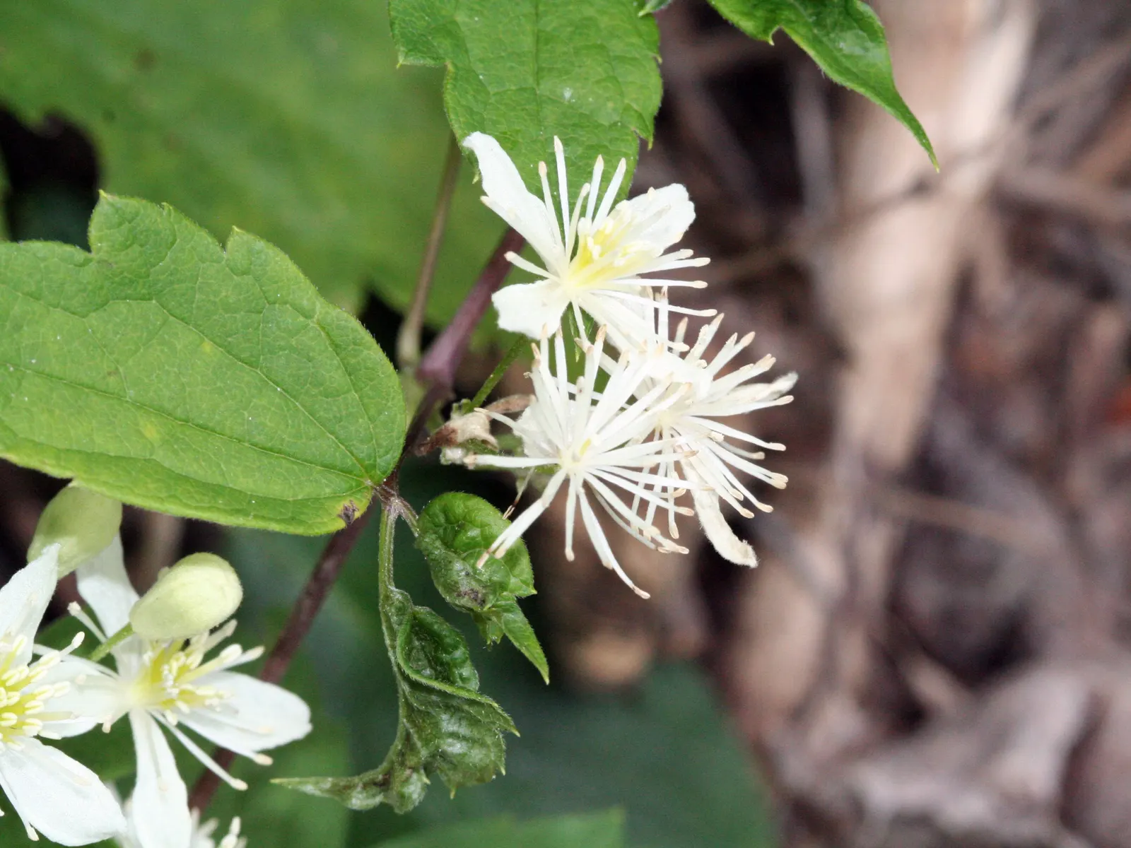 Evergreen Clematis (Clematis Virginiana) — white flowers in the garden
