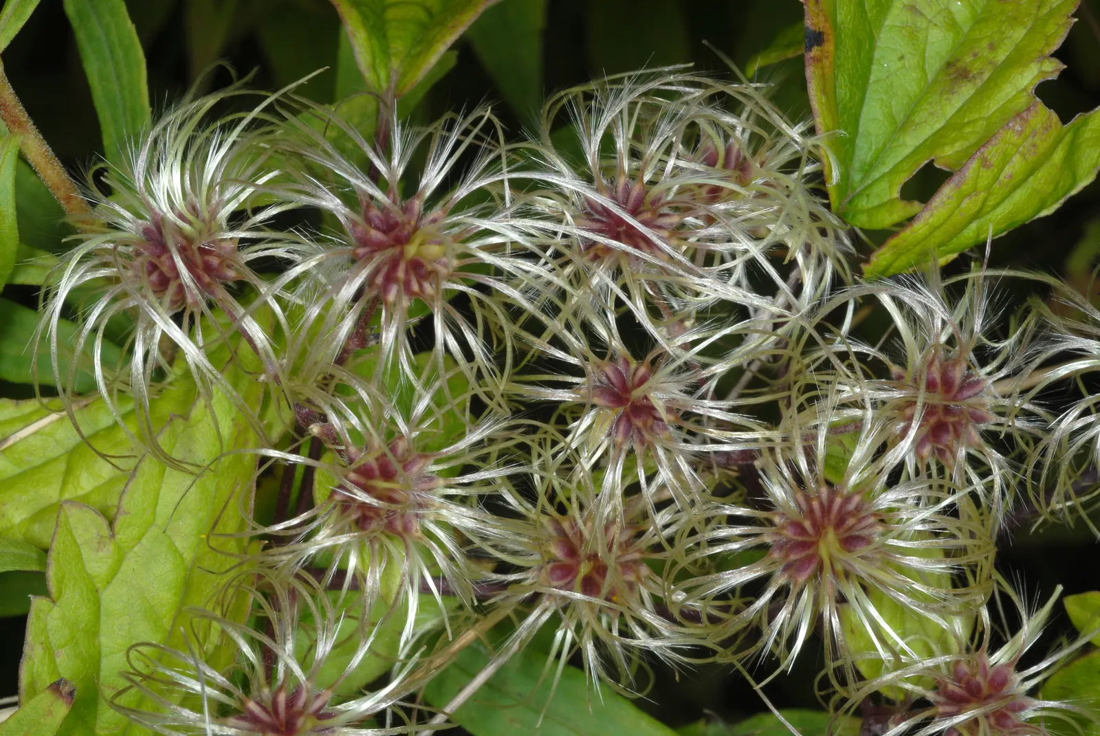 Evergreen Clematis (Clematis Virginiana) — Evergreen Clematis (Clematis armandii); fragrant, star-shaped white blossoms emerge in spring, providing, image 45