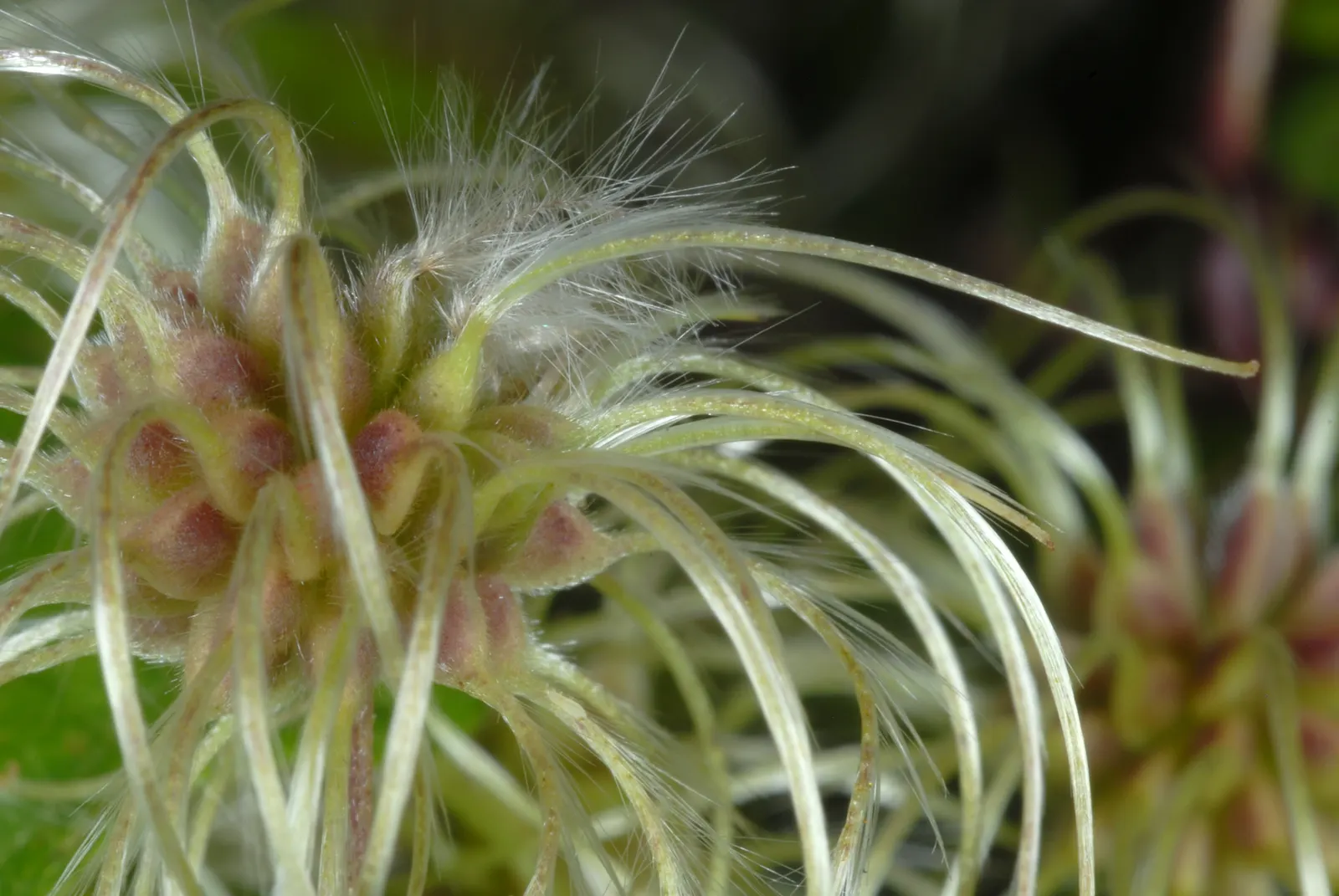 Evergreen Clematis (Clematis Virginiana) — white star-shaped flowers