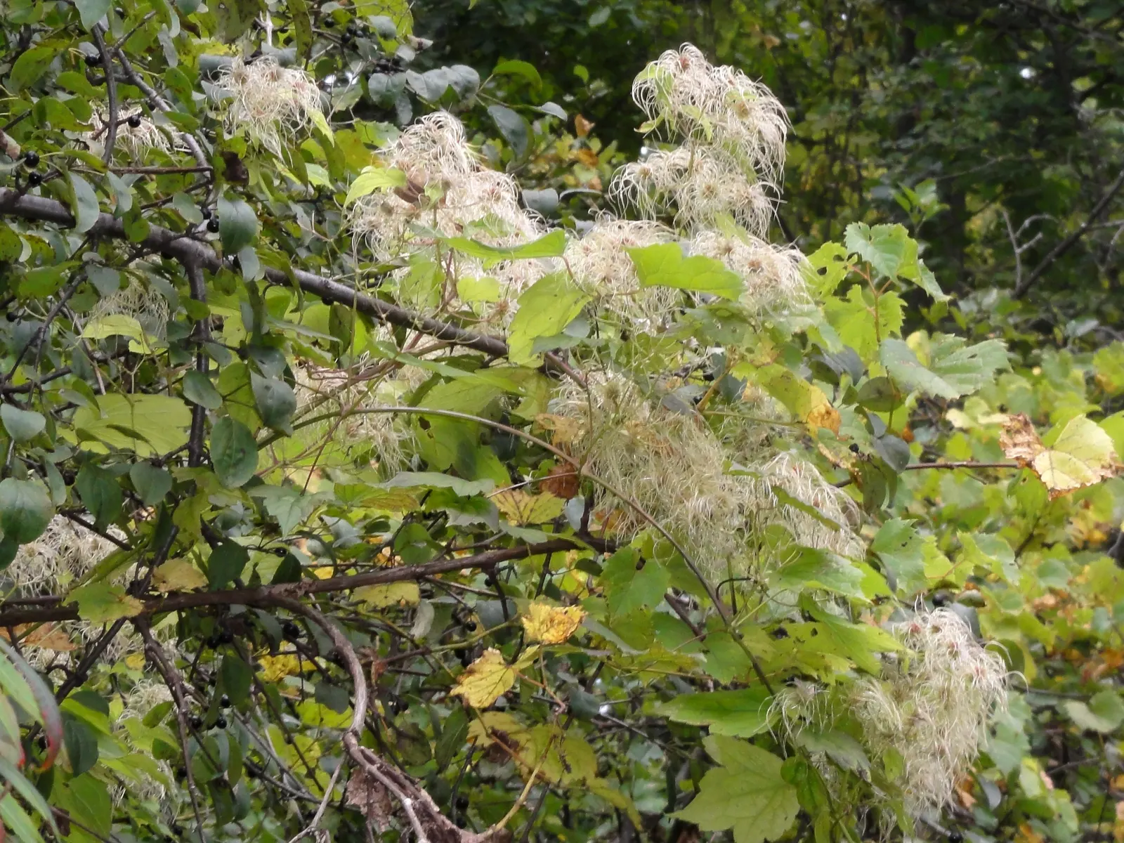 Evergreen Clematis (Clematis Virginiana) — it's an excellent choice for gardeners seeking a fast-growing plant to cover walls; evergreen Clematis (Clematis