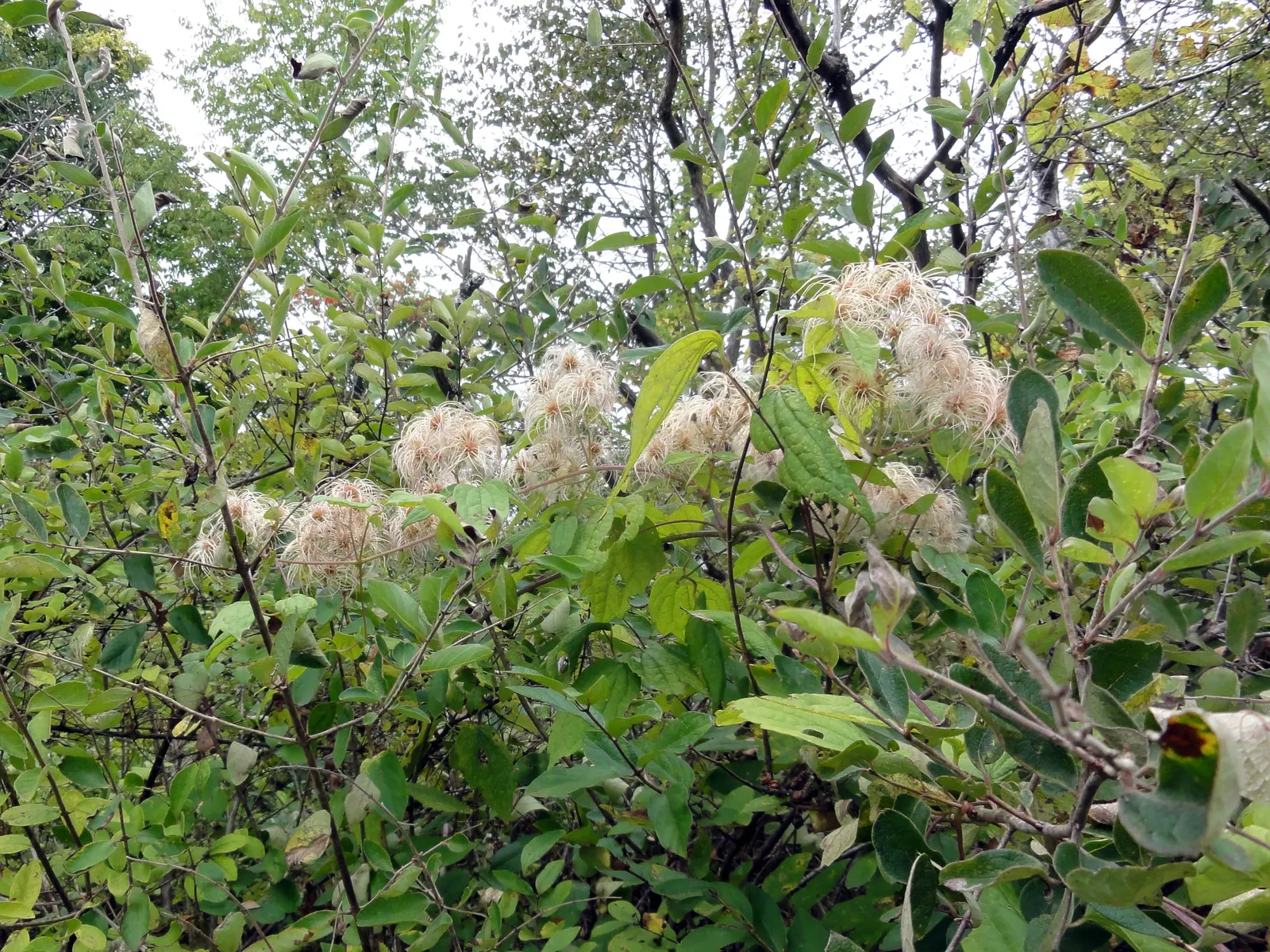 Evergreen Clematis (Clematis Virginiana) — each measuring about 1 to 1.5 inches across