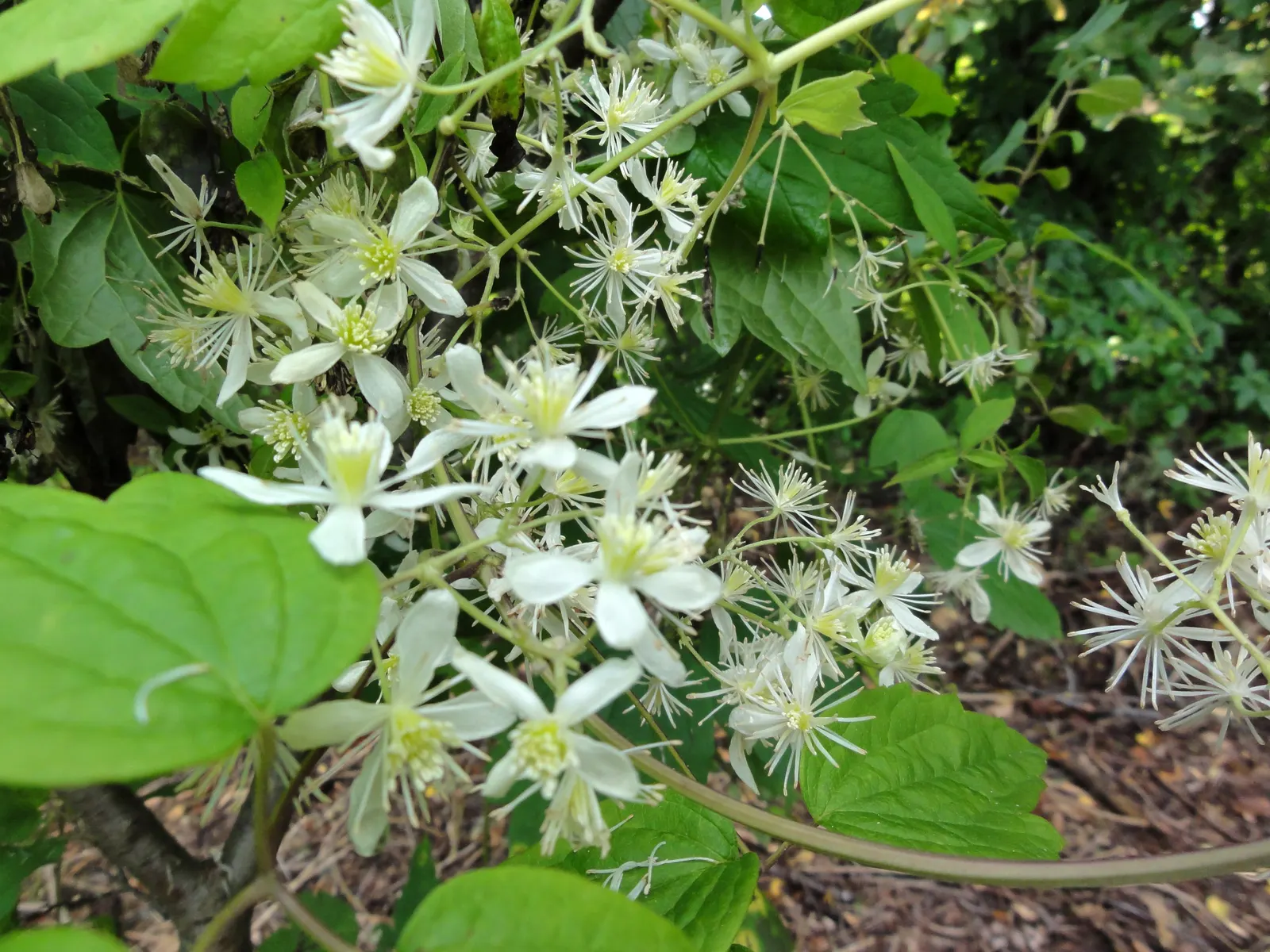 Evergreen Clematis (Clematis Virginiana) — each measuring about 1 to 1.5 inches across; white star-shaped flowers