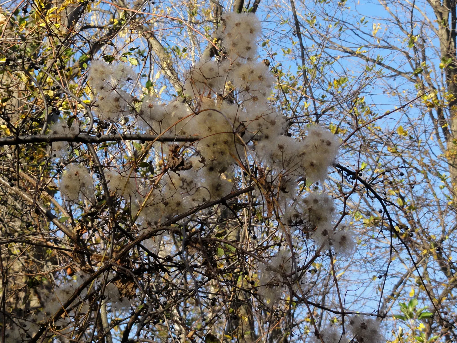 Evergreen Clematis (Clematis Virginiana) — is a vigorous climbing vine that adds year-round interest to any landscape; clematis virginiana requires minimal
