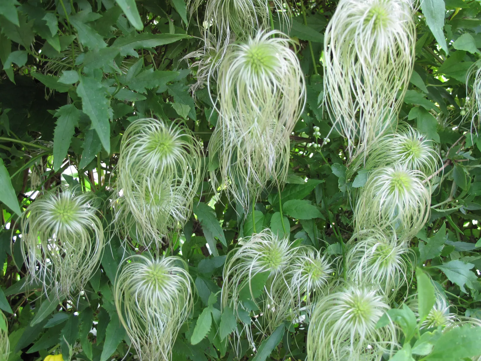 Evergreen Clematis (Clematis Virginiana) — Regular watering during the initial growing season helps establish a deep, extensive root system
