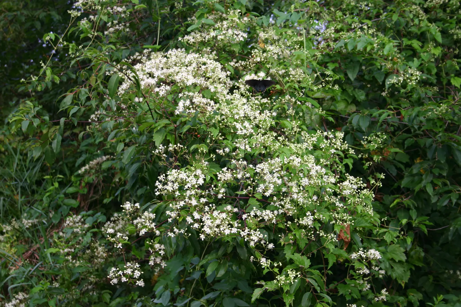 Evergreen Clematis (Clematis Virginiana) — Regular watering during the initial growing season helps establish a deep, extensive root system; this species