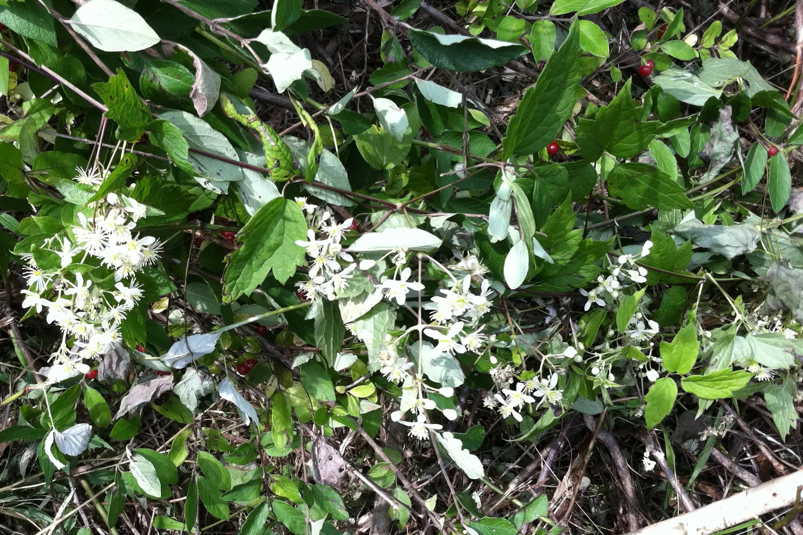 Evergreen Clematis (Clematis Virginiana) — Evergreen Clematis (Clematis armandii); fragrant, star-shaped white blossoms emerge in spring, providing a stark