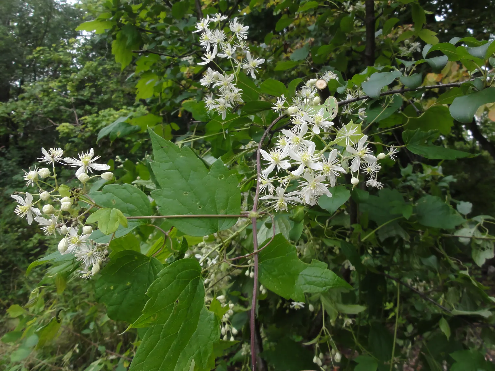 Evergreen Clematis (Clematis Virginiana) — Clematis virginiana requires minimal pruning; vine with white blooms
