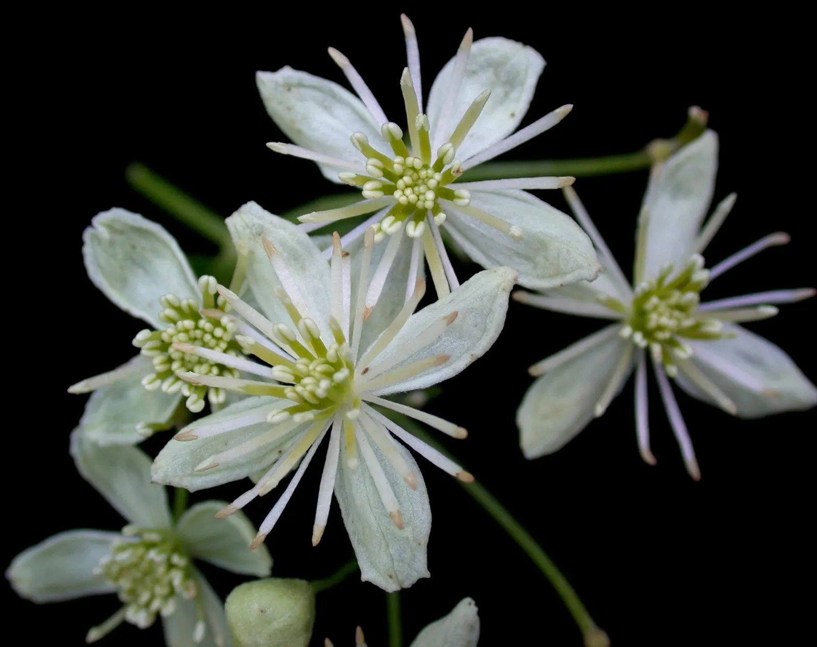 Evergreen Clematis (Clematis Virginiana) — not to be confused with Clematis virginiana which is deciduous