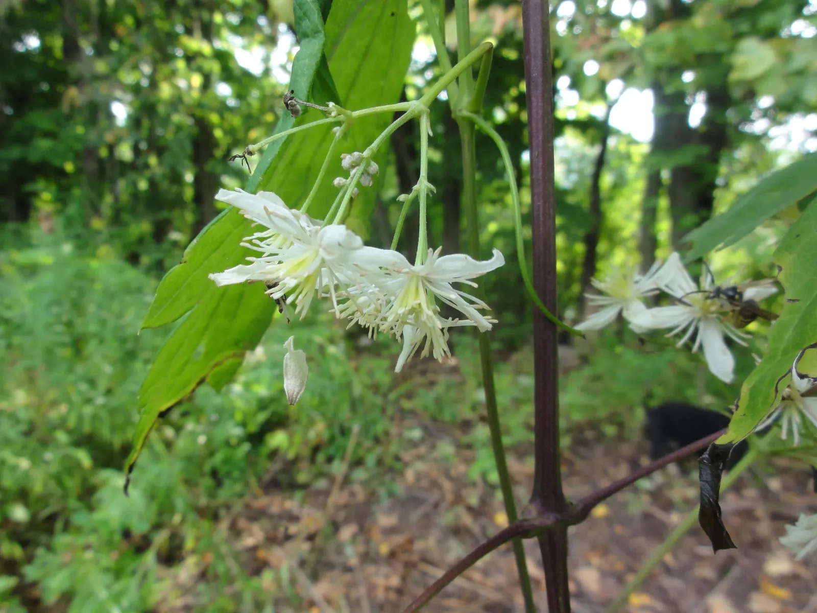 Evergreen Clematis (Clematis Virginiana) — making it a valuable addition to any client's garden