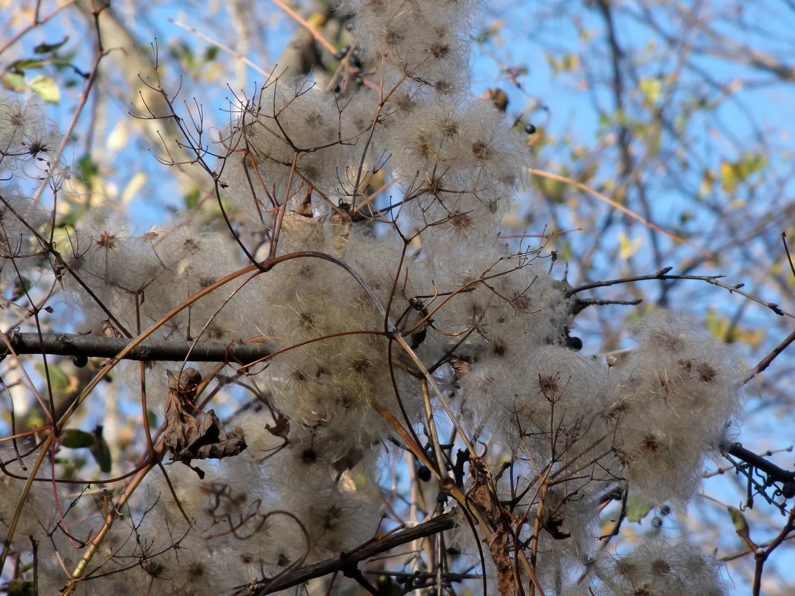 Evergreen Clematis (Clematis Virginiana) — This species thrives best in hardiness zones 3 through 9, favoring partial to full sunlight; vine for full or half