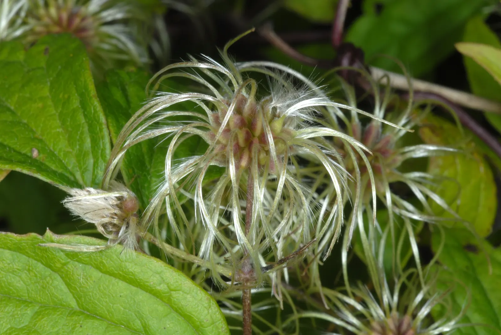 Evergreen Clematis (Clematis Virginiana) — white flowers in the garden; mature plants can reach 20-30 feet in length and 3-4 feet in width, ideal for trellises