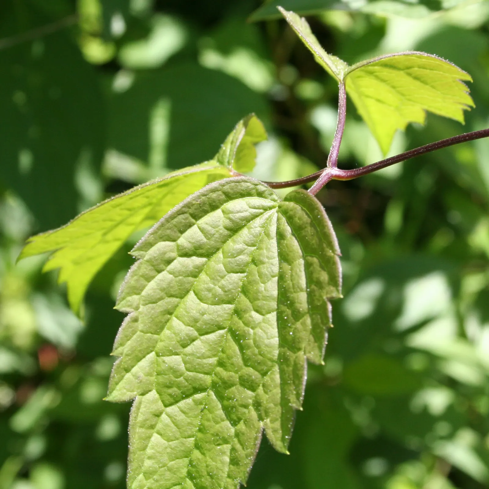 Evergreen Clematis (Clematis Virginiana) — commonly referred to as Old Man's Beard; is a vigorous climbing vine that adds year-round interest to any landscape