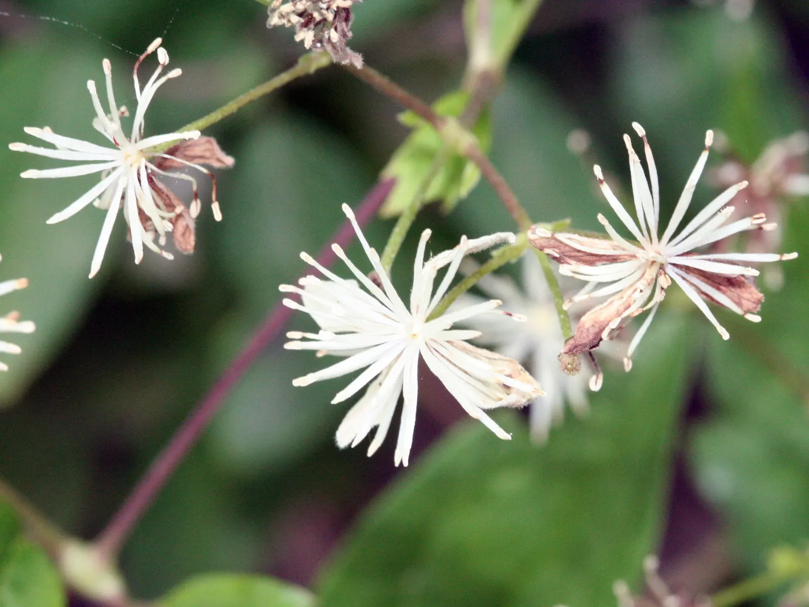 Evergreen Clematis (Clematis Virginiana) — This species thrives best in hardiness zones 3 through 9, favoring partial to full sunlight