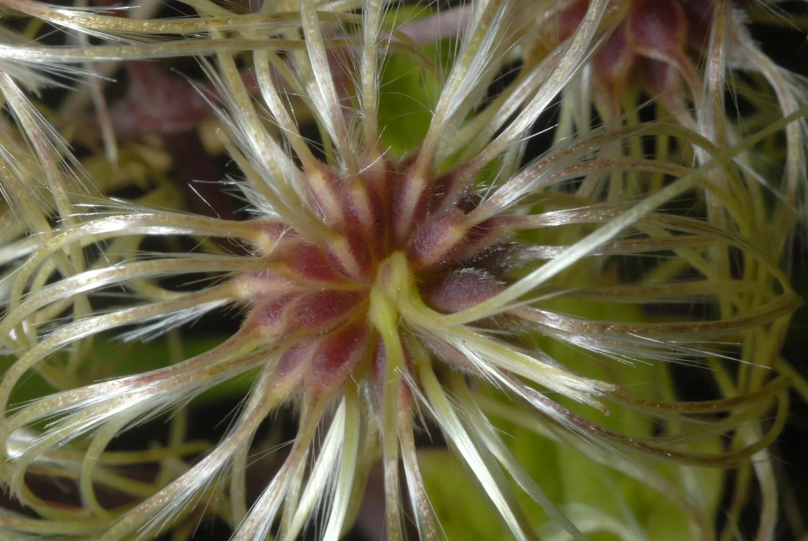 Evergreen Clematis (Clematis Virginiana) — is a vigorous climber with leathery
